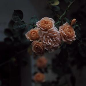 工藤拉拉电影免费观看
